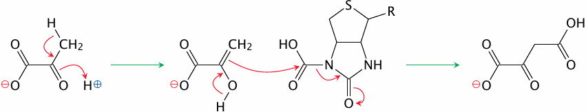 Step 2 of the pyruvate carboxylase reaction