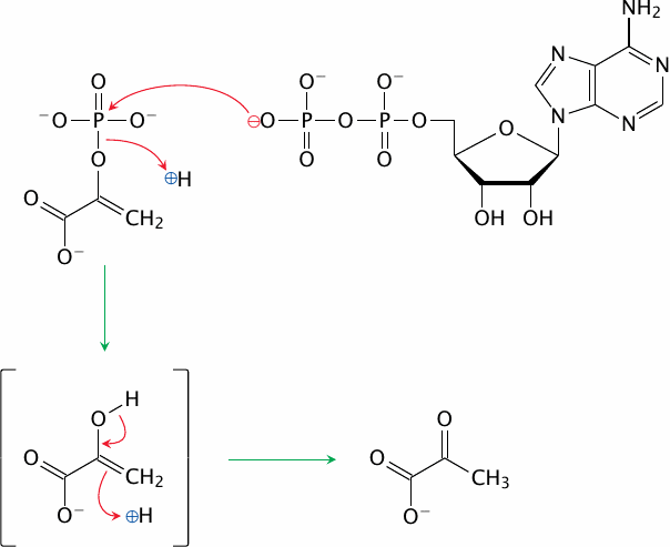 Schematic of the catalytic mechanism of pyruvate kinase
