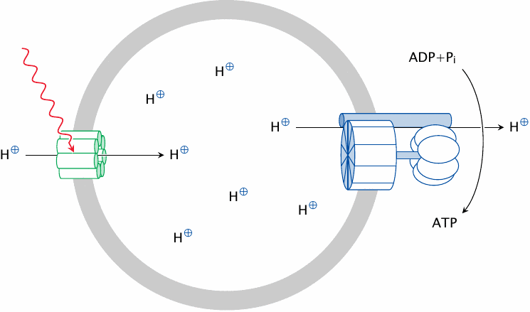 Schematic depiction of the Racker experiment