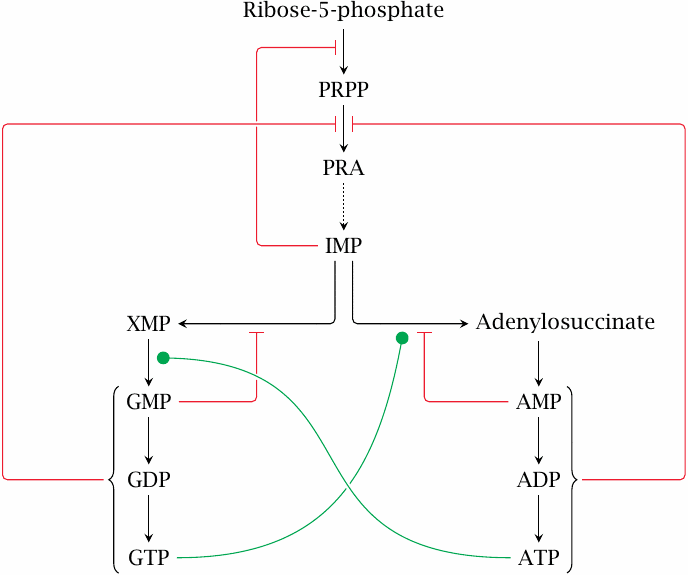 Feedback regulation in purine biosynthesis