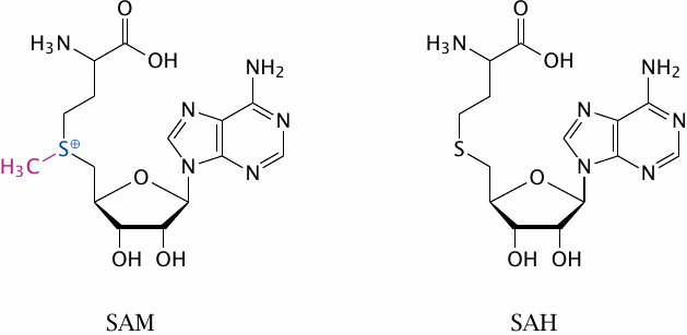 Structures of S-adenosylmethionine and S-adenosylhomocysteine