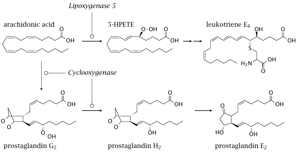 Formation of inflammatory mediators by enzymatic lipid peroxidation