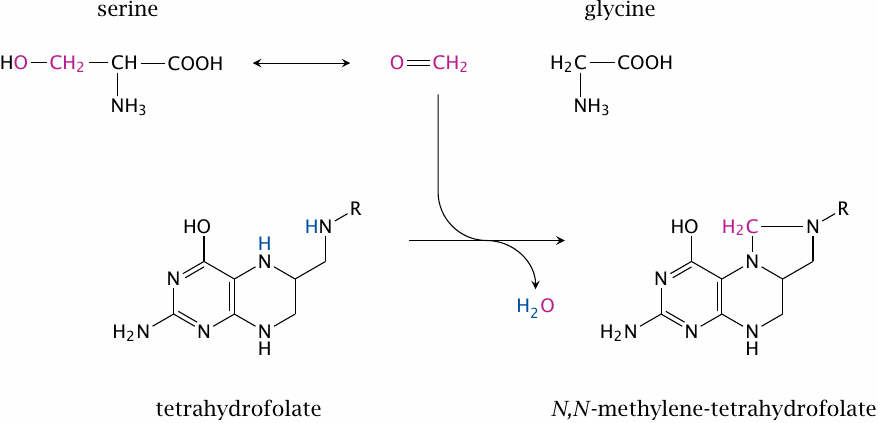 The mechanism of serine hydroxymethyltransferase (2): capture of
                    formaldehyde and synthesis of N,N’-methylene-tetrahydrofolate