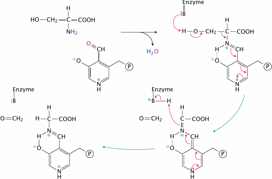The mechanism of serine hydroxymethyltransferase (1): release of
                    formaldehyde