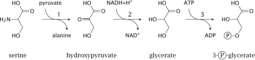 Serine degradation via hydroxypyruvate and glycerate