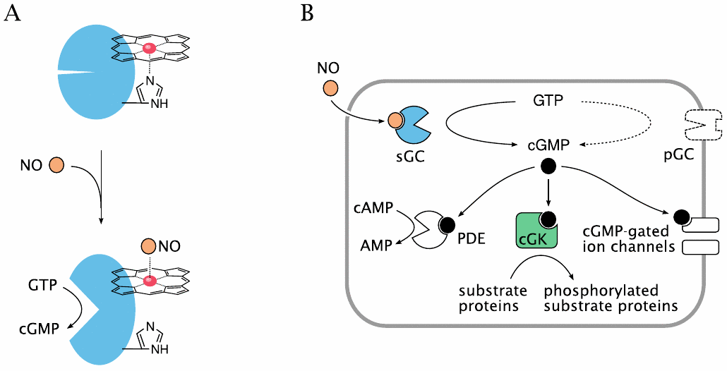 Is CO a signaling molecule, like NO?