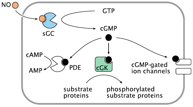 Intracellular signaling by nitric oxide via cyclic GMP (cGMP)