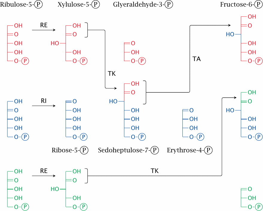 Reactions in the hexose monophosphate shunt: from ribulose-5-phosphate
                    to fructose-6-phosphate and glyceraldehyde-3-phosphate