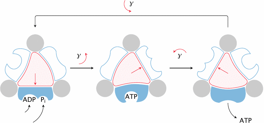 Schematic illustrating the binding-change model of ATP synthase
                    catalysis
