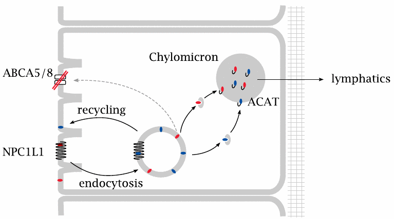 Schematic showing the effect of ABCA5/8 deficiency on plant sterol
                    uptake