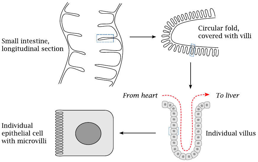 Schematic showing the structure of the intestinal mucous membrane at
                    different levels of magnification