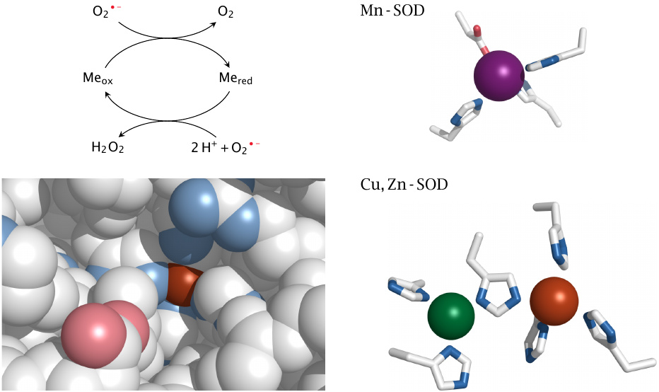 Superoxide dismutases contain transition metals