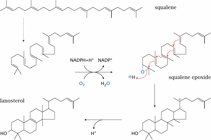 Cholesterol biosynthesis: from squalene to lanosterol