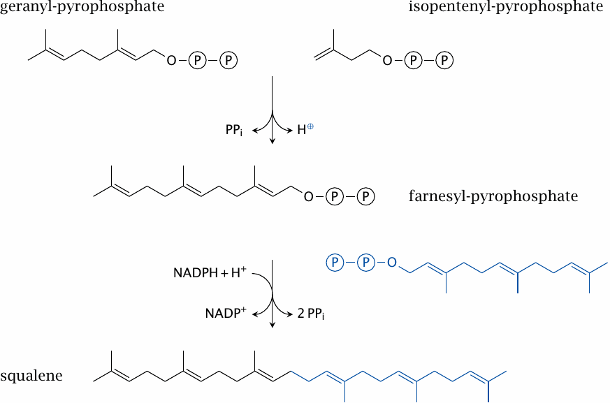 Cholesterol biosynthesis: from geranyl-pyrophosphate to squalene