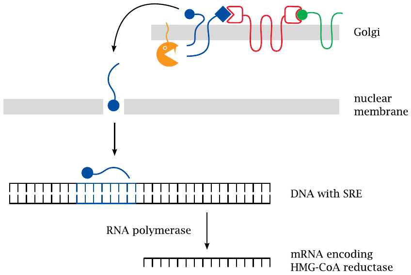 Schematic showing the proteolytic release of SREBP from the Golgi
                    apparatus and its translocation to the nucleus