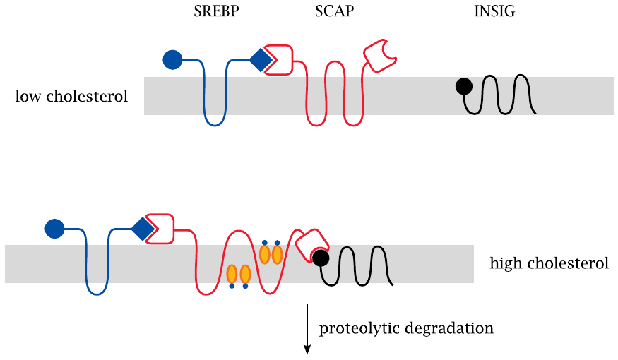 Schematic showing the interactions of the regulatory proteins SREBP,
                    SCAP, and INSIG at low and high cholesterol levels