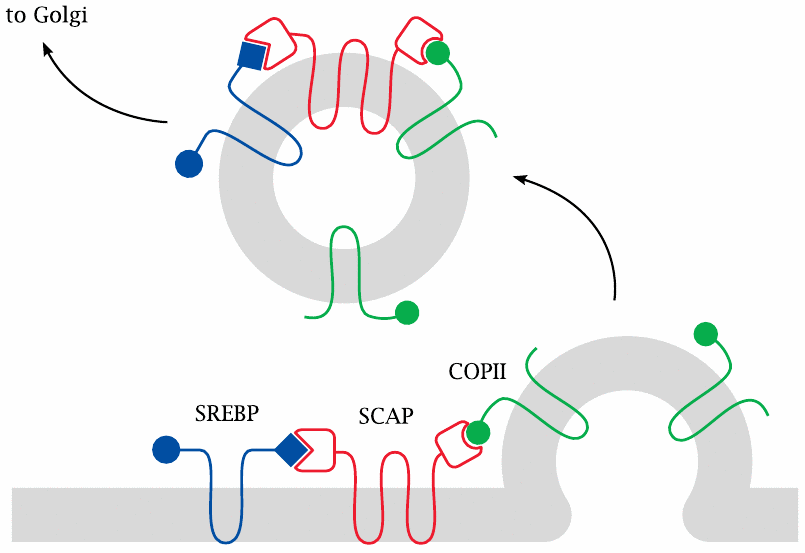 Schematic illustrating the vesicle-mediated transport of SREBP and
                    SCAP from the ER to the Golgi apparatus