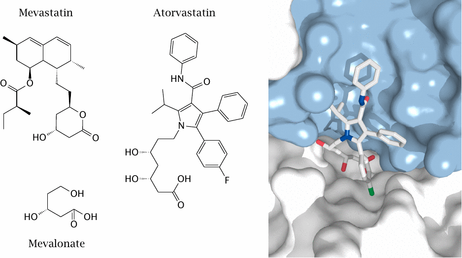 Structural formulas of mevalonate, mevastatin, and atorvastatin, and
                    X-ray structure of atorvastatin in the active site of HMG-CoA reductase