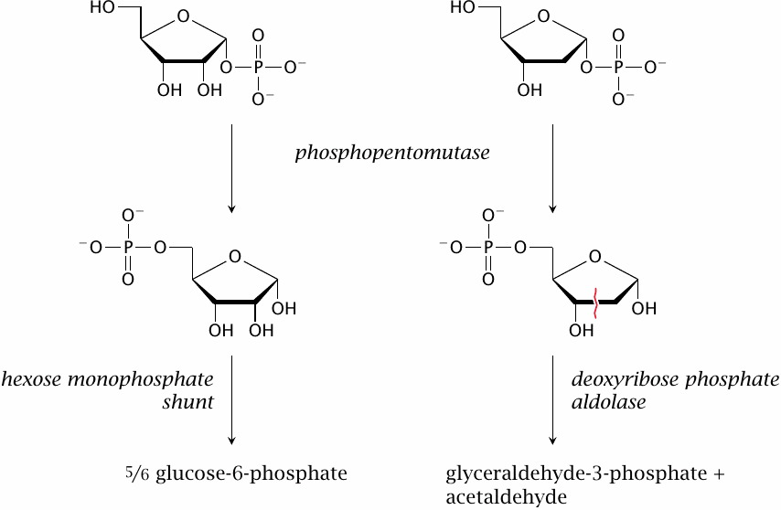 Utilization of ribose and deoxyribose