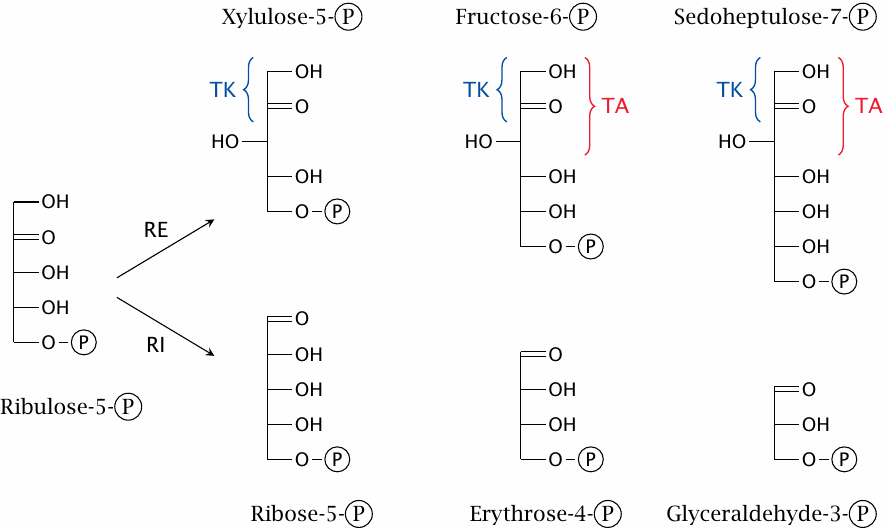 Structures of aldoses and ketoses that occur in the hexose
                    monophosphate shunt