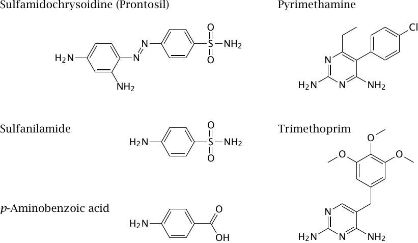 Structures of folate antimetabolites used as antimicrobial drugs:
                  sulfamidochrysoidine, sulfanilamide, pyrimethamine, and trimethoprim