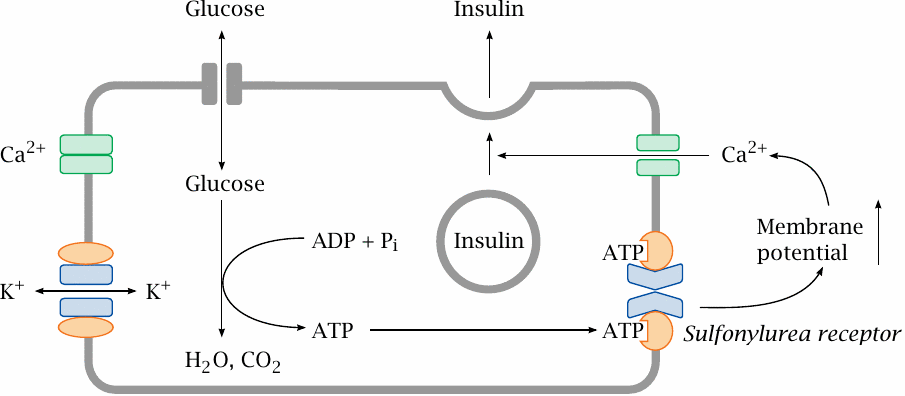 Schematic showing the regulation of insulin secretion in a pancreatic
                    islet beta-cell