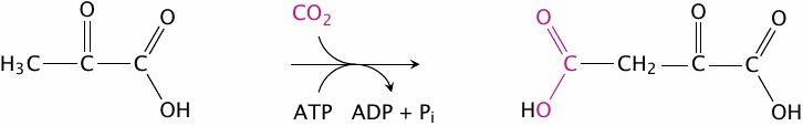 Schematic of the pyruvate carboxylase reaction