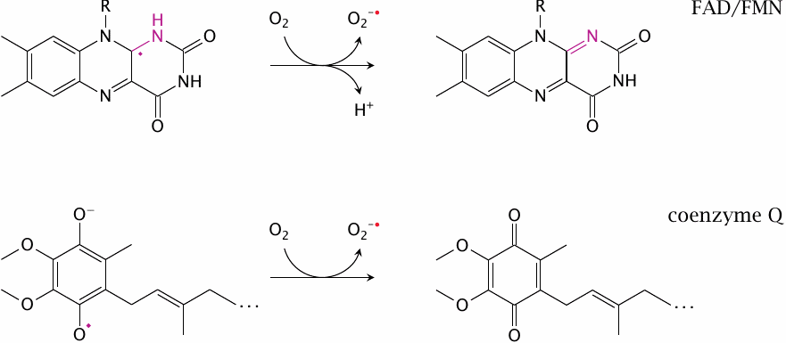 Schematic showing the formation of superoxide from molecular oxygen
                    reacting with partially reduced flavine cofactors or coenzyme Q