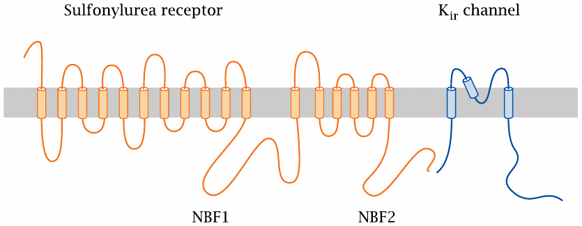 Schematic showing the subunit composition and membrane topology of the
                    sulfonylurea receptor