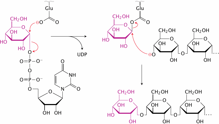 A hypothetical SN2 reaction mechanism for glycogen synthase