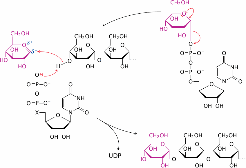 An SN1 reaction mechanism for glycogen synthase