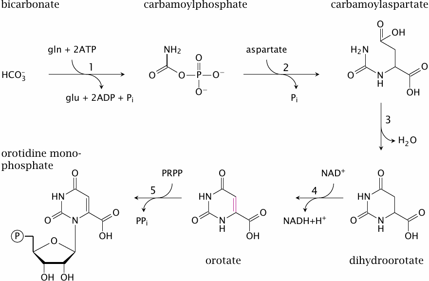 Synthesis of pyrimidines (1)