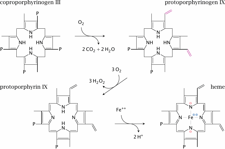 Final steps in heme synthesis