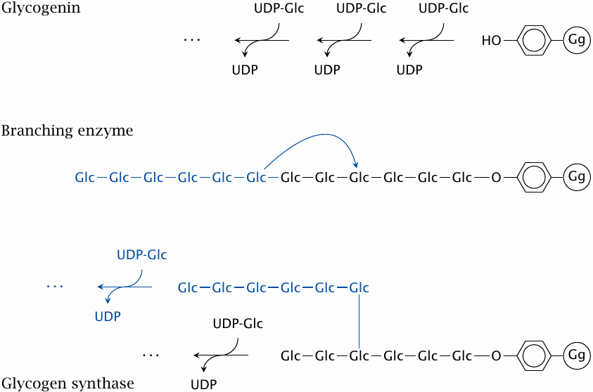 Overview of glycogen synthesis, showing the functions of glycogen
                    synthase and of branching enzyme