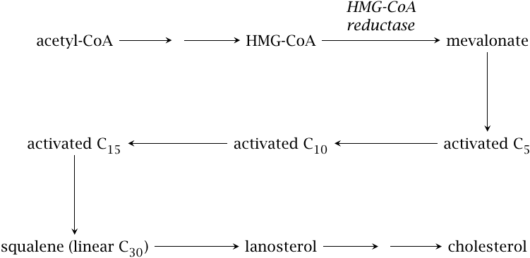 Outline of cholesterol biosynthesis