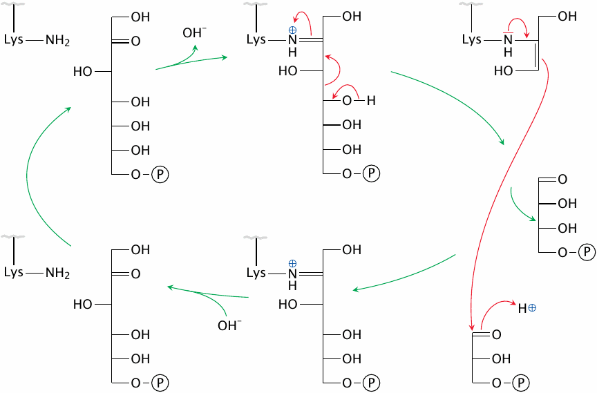 The catalytic mechanism of transaldolase