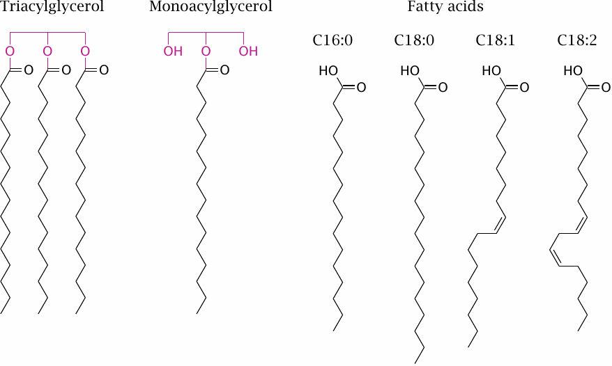 Structures of triacylglycerol, 2-monoacylglycerol, and of various free
                    fatty acids