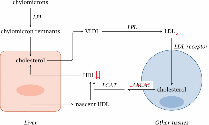 Schematic showing the effects of ABCA1 deficiency (Tangier disease) on
                    lipoprotein levels