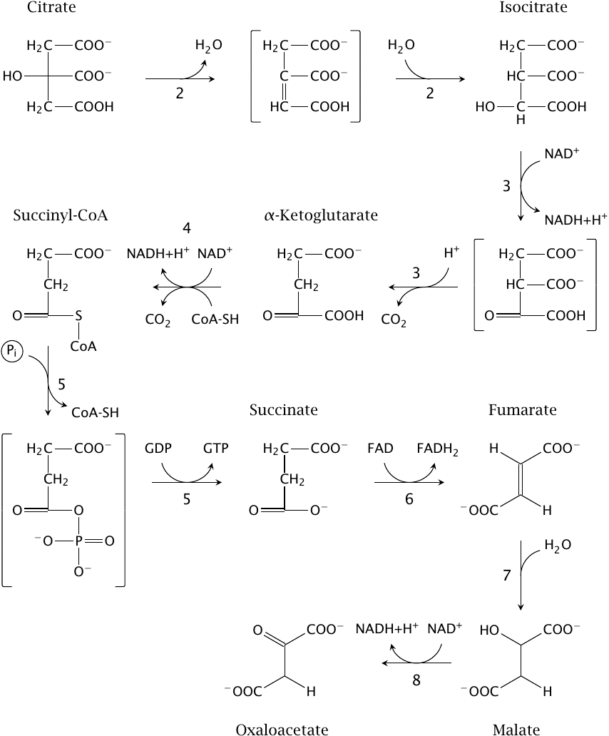 Reactions in the TCA cycle: from citrate to oxaloacetate