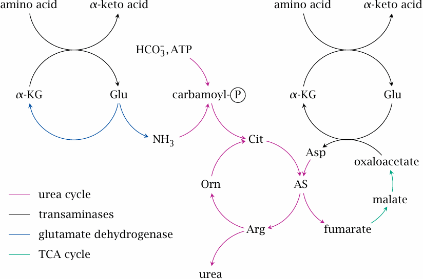 Overview of the urea cycle and its connections to the TCA cycle and
                    other auxiliary pathways