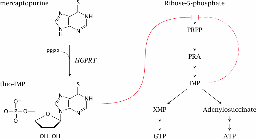 Mercaptopurine inhibits purine synthesis