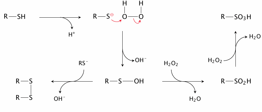 The reaction of H2O2 with thiol groups