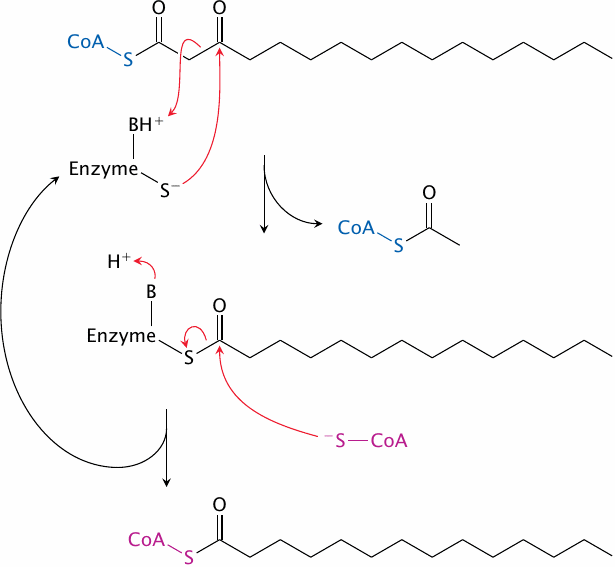 The reaction mechanism of thiolase, which releases acetyl-CoA and a
                    shortened fatty acyl-CoA molecule