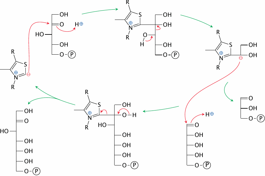The catalytic mechanism of transketolase