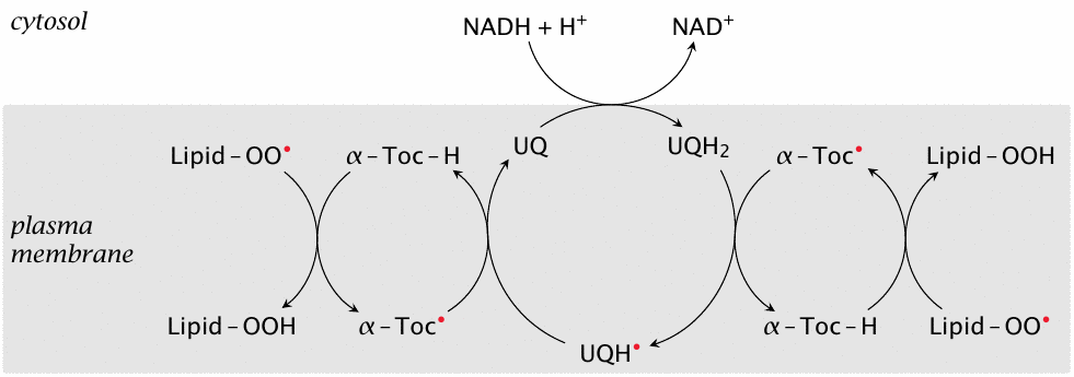 Regeneration of α-tocopherol by ubiquinol