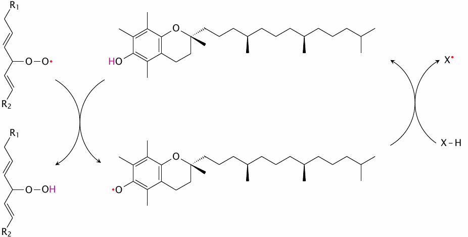 α-Tocopherol intercepts lipid peroxidation
