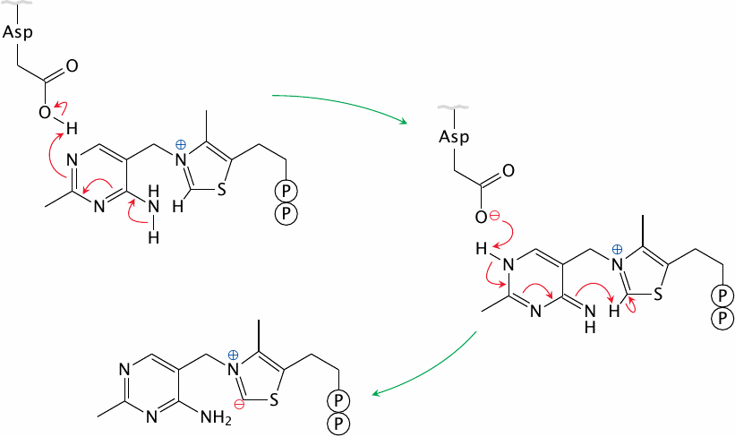 Schematic depicting how a carbanion forms on thiamine pyrophosphate