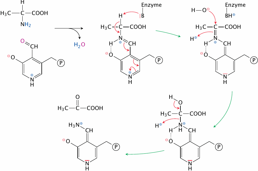 Schematic depicting the role of pyridoxal phosphate in the alanine
                    transaminase reaction