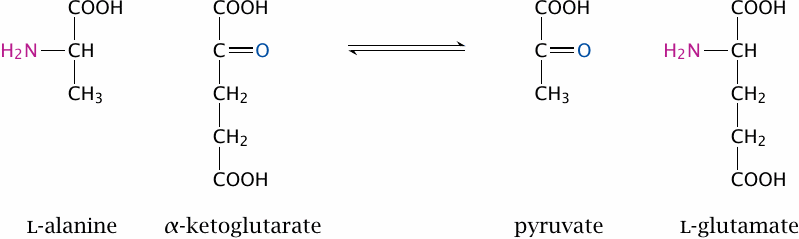 Substrates and products of the alanine transaminase reaction