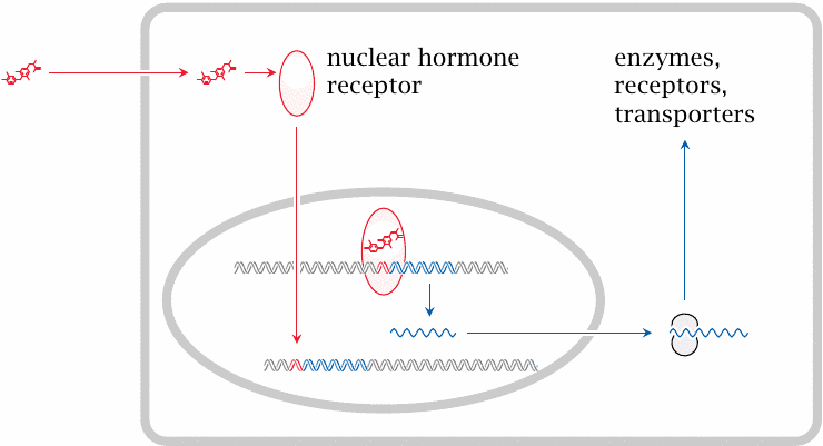 Simplified schematic of transcriptional control by nuclear hormone
                    receptors